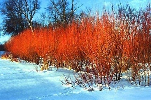One flame willow tree - flame,