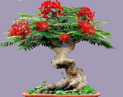 Flamboyant flame tree seeds - tree,